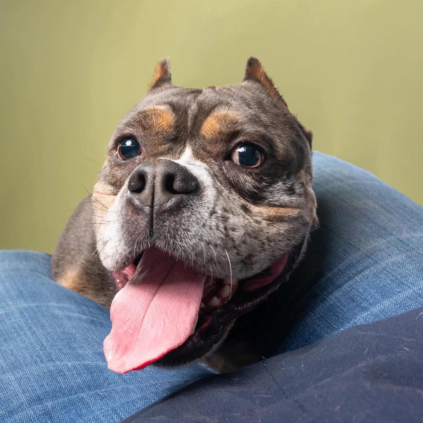 Virgo, Adoptable, Adult Female English Bulldog.