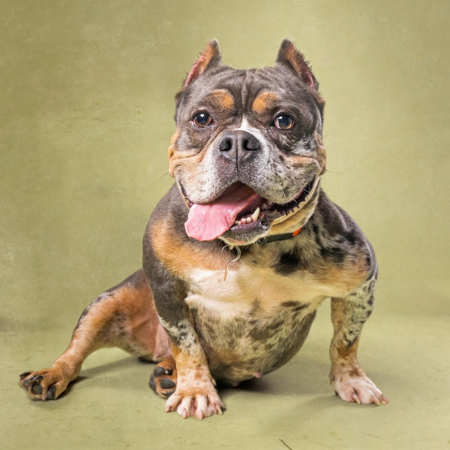 Enlarge Virgo, a Adoptable mixed breed in Atlanta, GA image 2/6