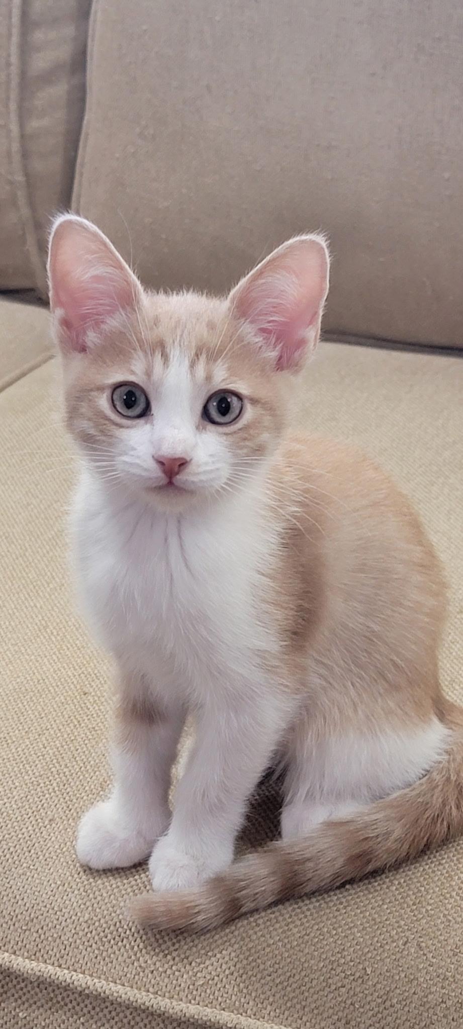 Enlarge Wee, an adopted Domestic Short Hair in Fountain Hills, AZ image 2/2