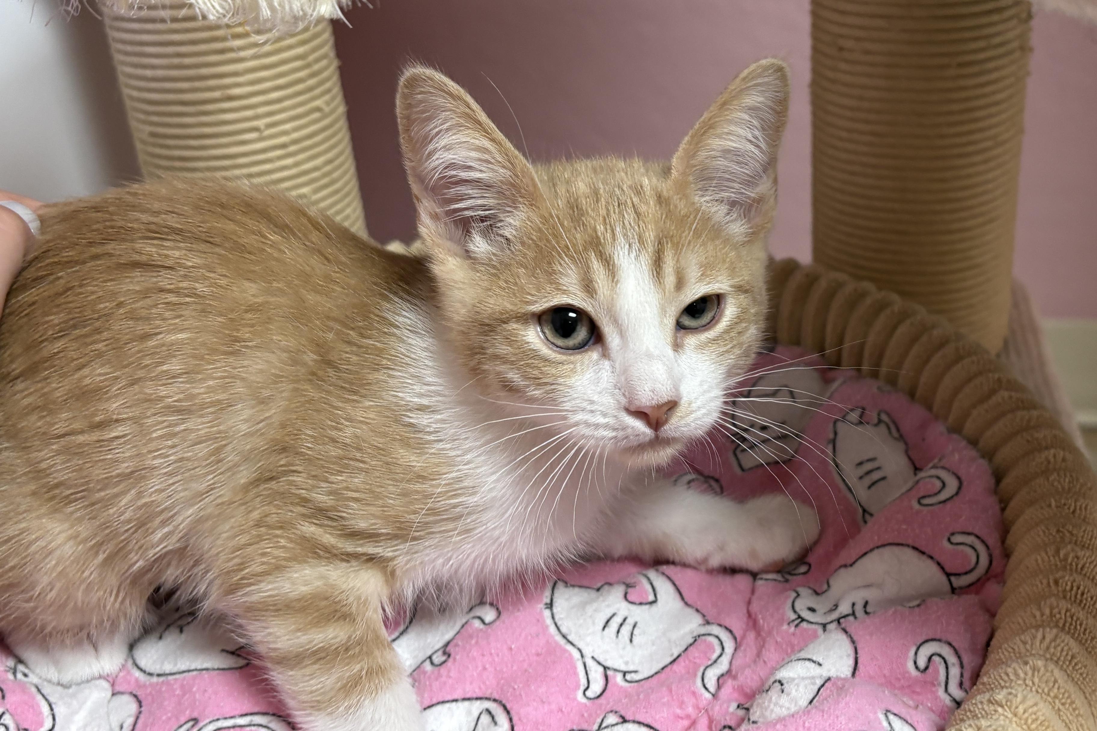 Wee, adopted, Kitten Female Domestic Short Hair.