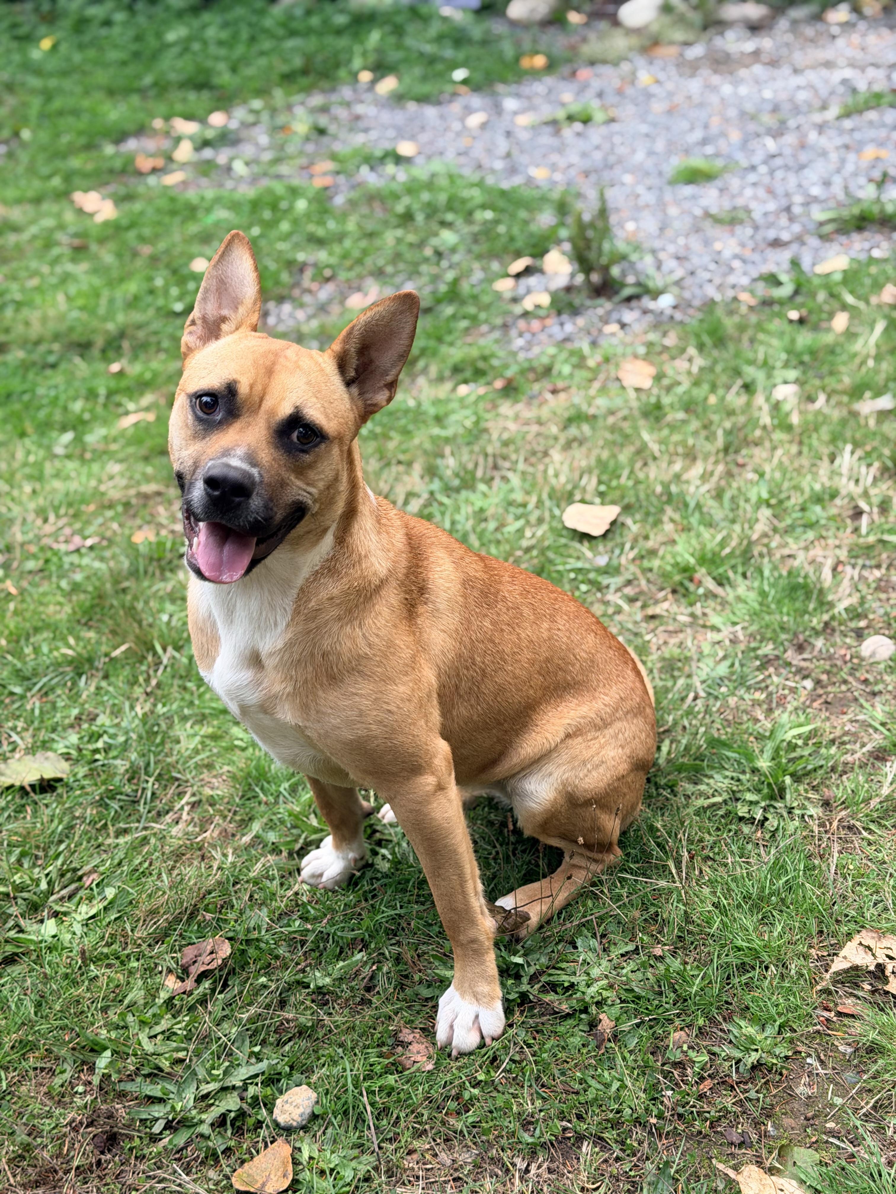 JOLENE, Adoptable, Young Female Shiba Inu.