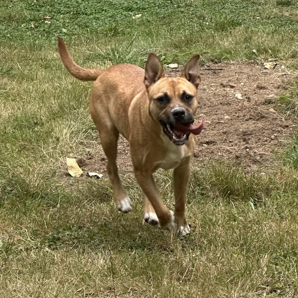Enlarge JOLENE, a Adoptable mixed breed in Graham, WA image 3/6