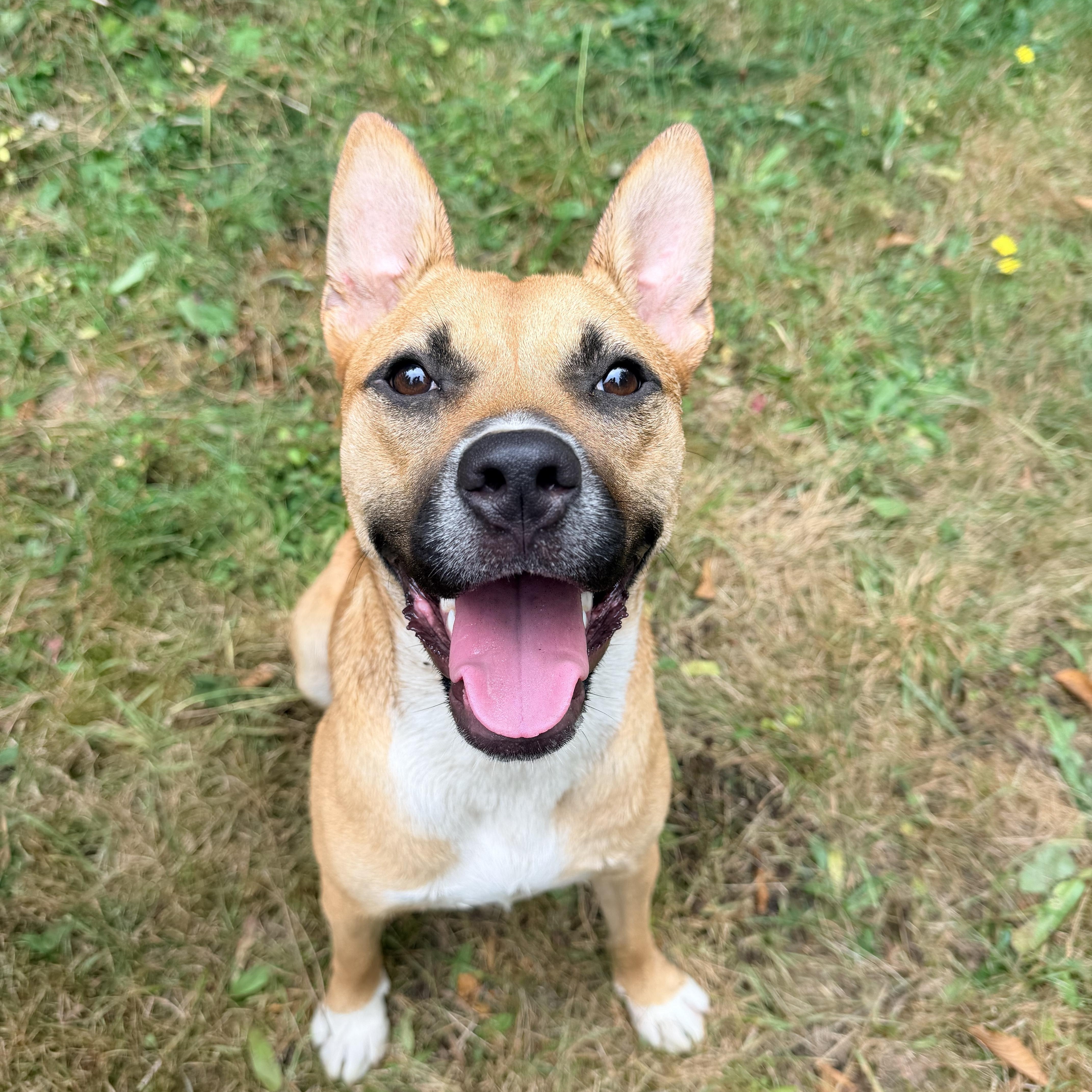 JOLENE, a ADOPTABLE mixed breed in Graham, WA image 2/6