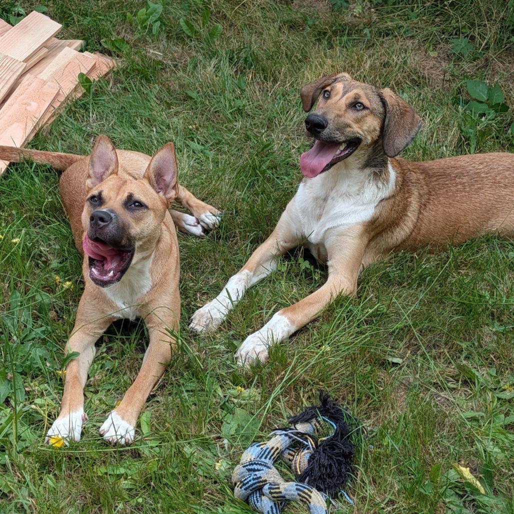 JOLENE, a ADOPTABLE mixed breed in Graham, WA image 5/6