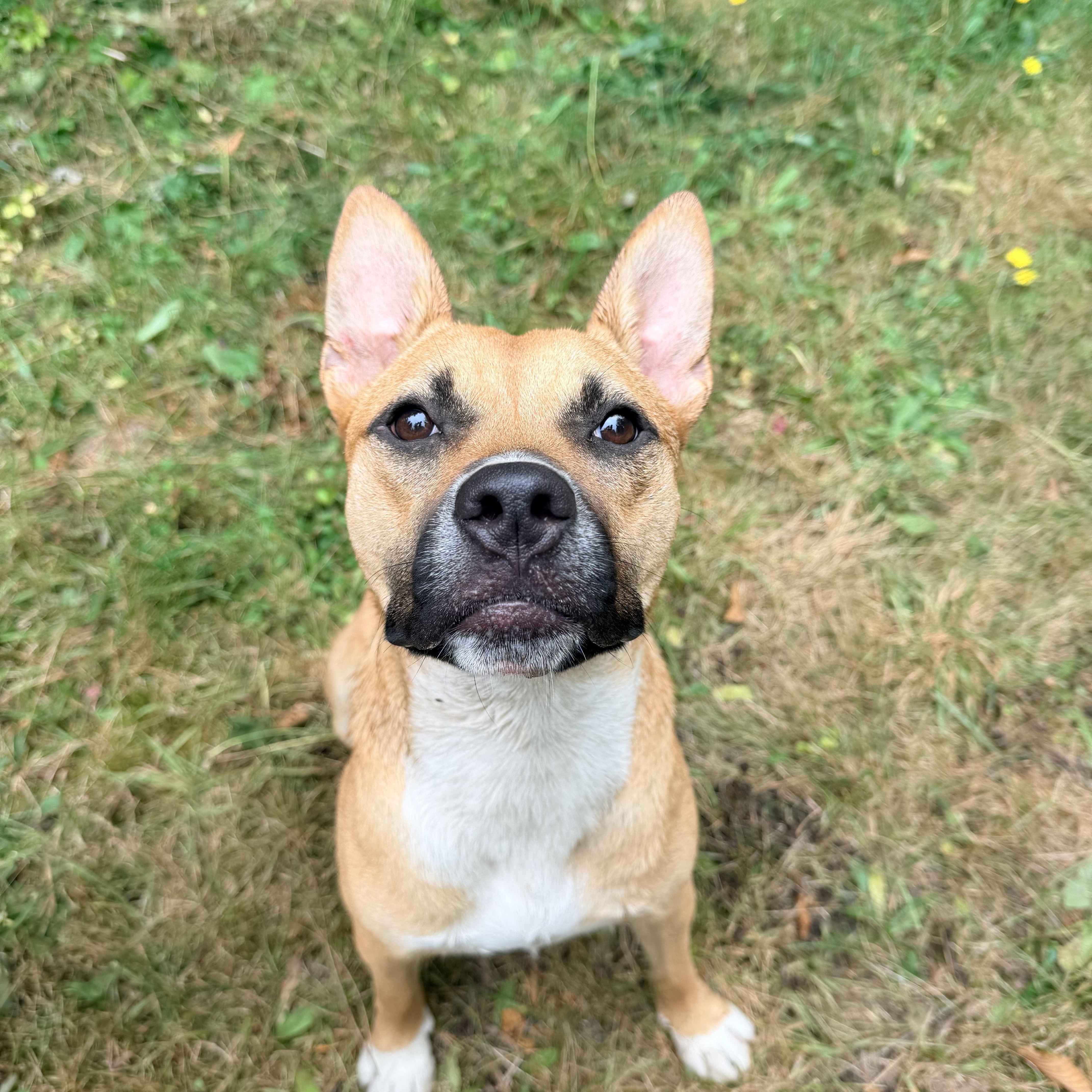 JOLENE, a ADOPTABLE mixed breed in Graham, WA image 6/6