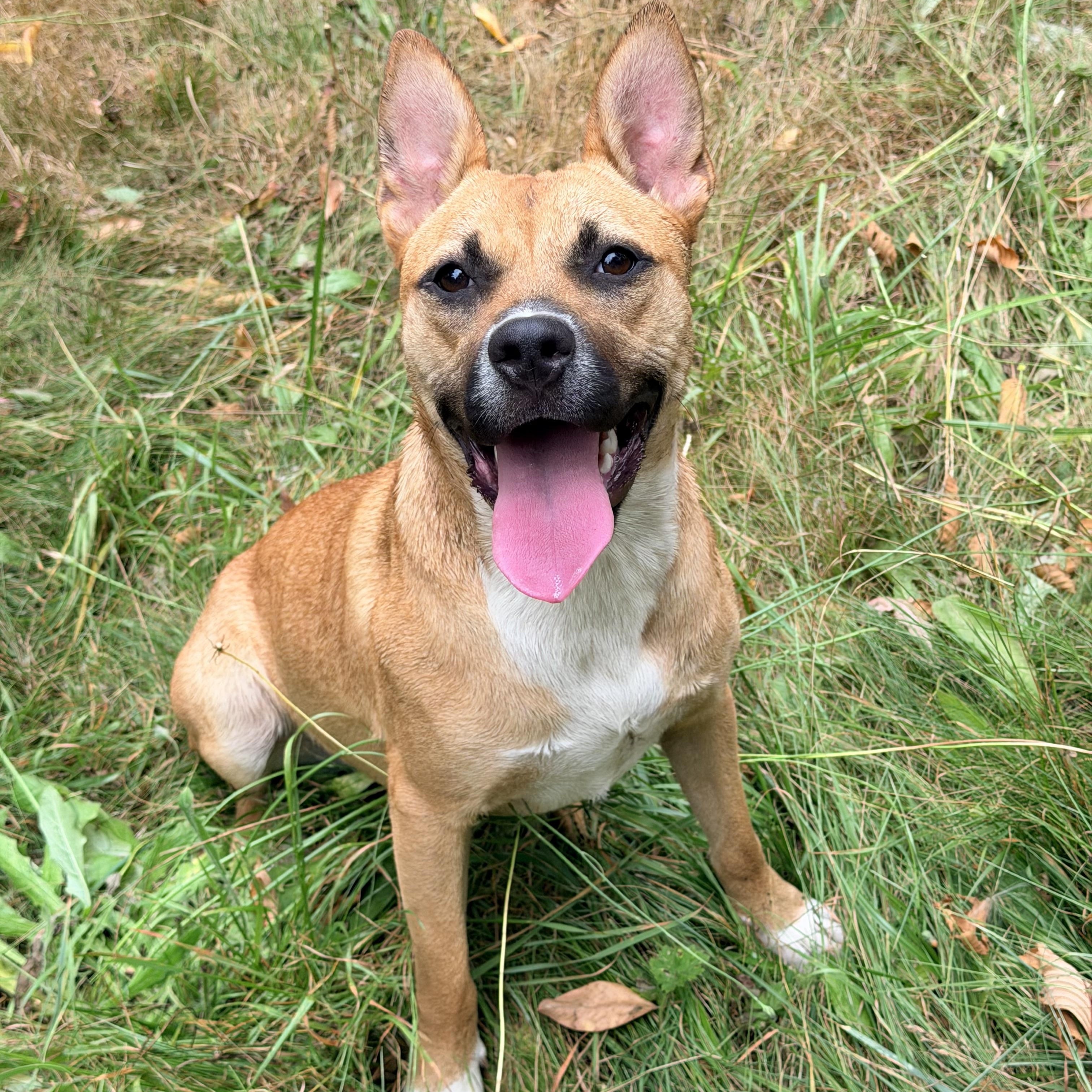 JOLENE, ADOPTABLE, Young Female Shiba Inu.