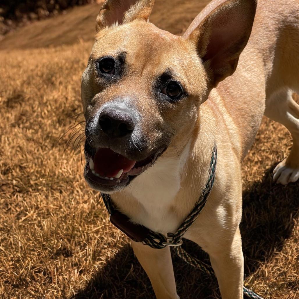 JOLENE, a ADOPTABLE mixed breed in Graham, WA image 1/6