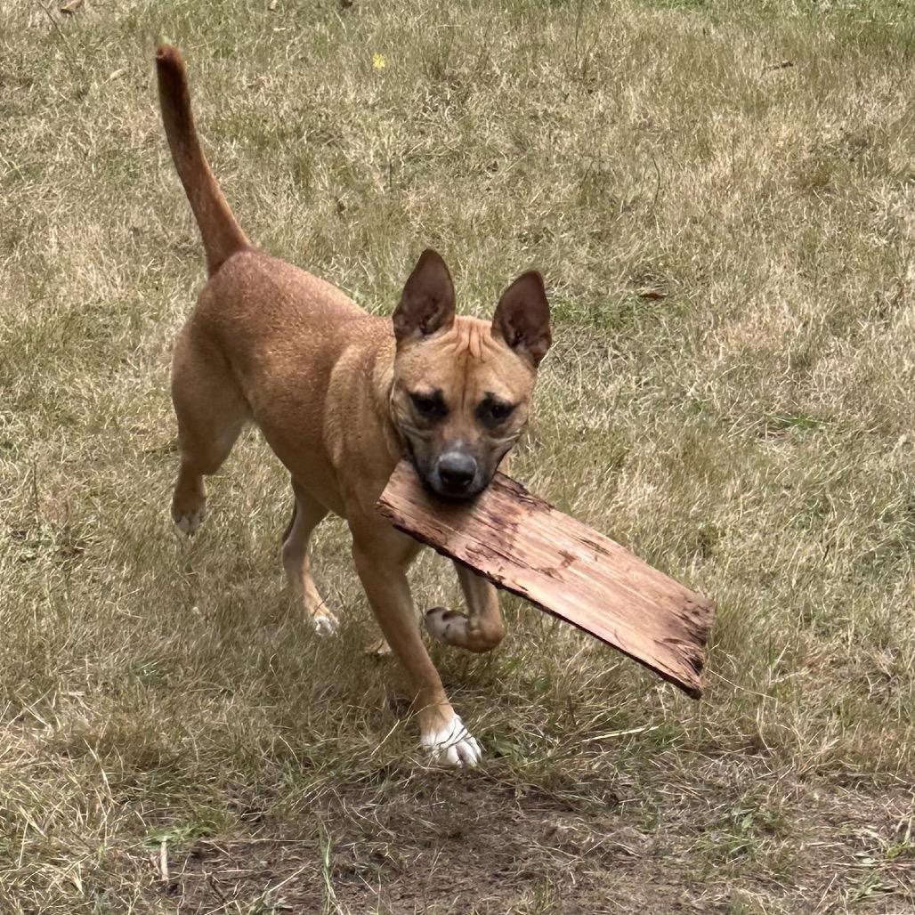 Enlarge JOLENE, a Adoptable mixed breed in Graham, WA image 5/6