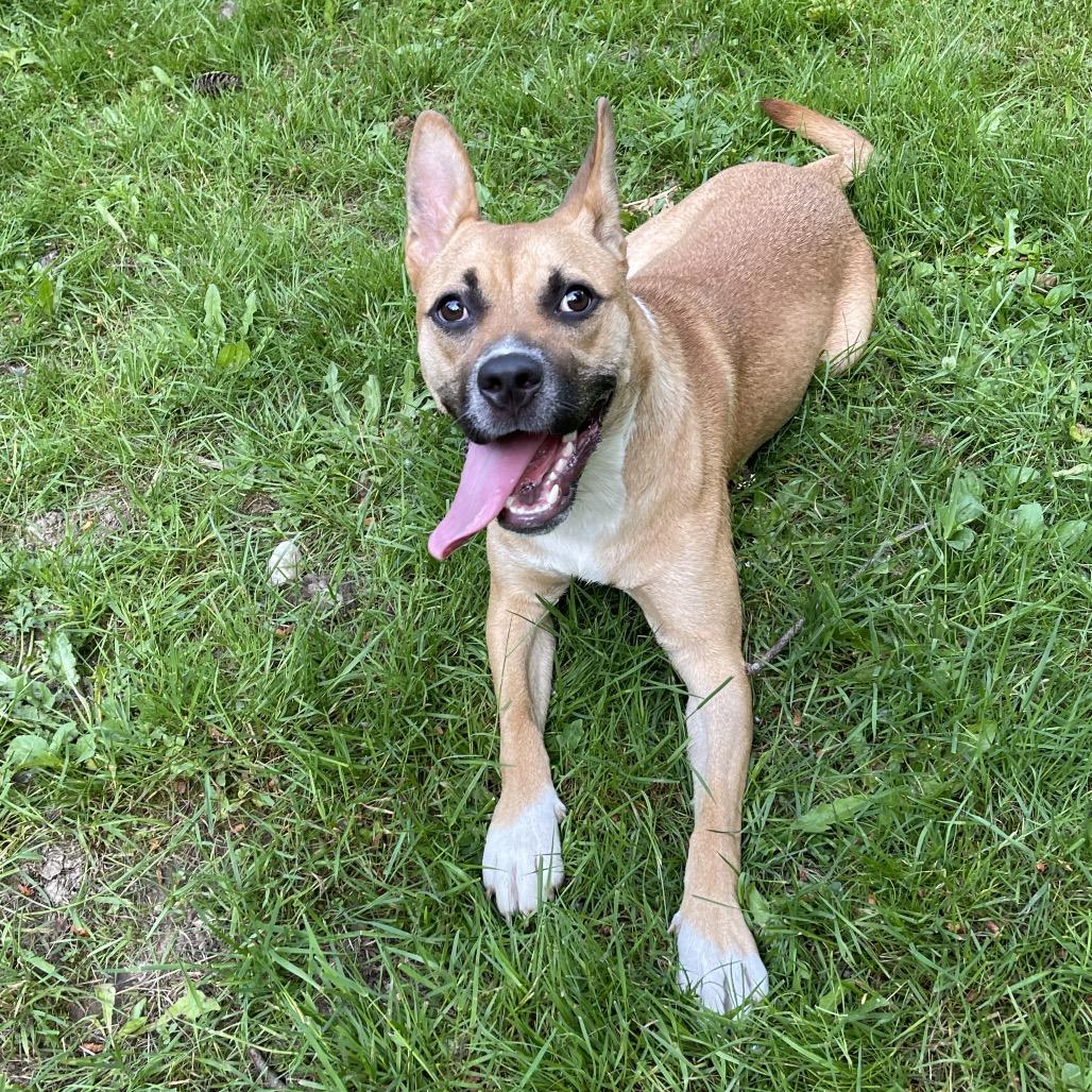 JOLENE, a ADOPTABLE mixed breed in Graham, WA image 5/6