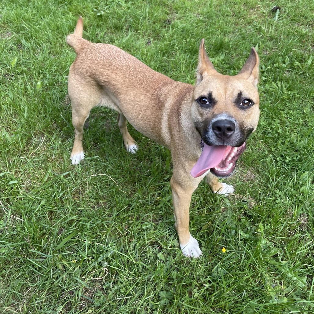 JOLENE, a ADOPTABLE mixed breed in Graham, WA image 2/6