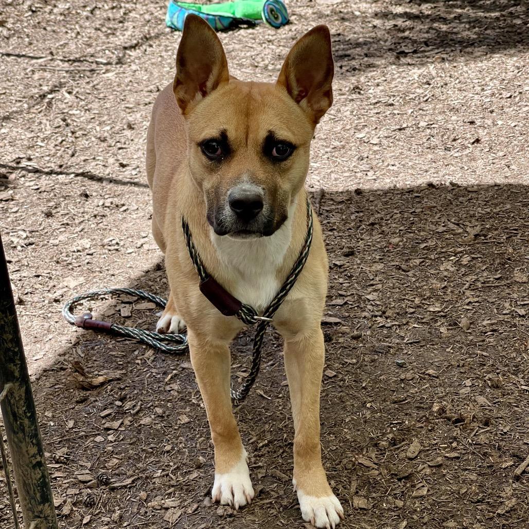 JOLENE, a ADOPTABLE mixed breed in Graham, WA image 4/6