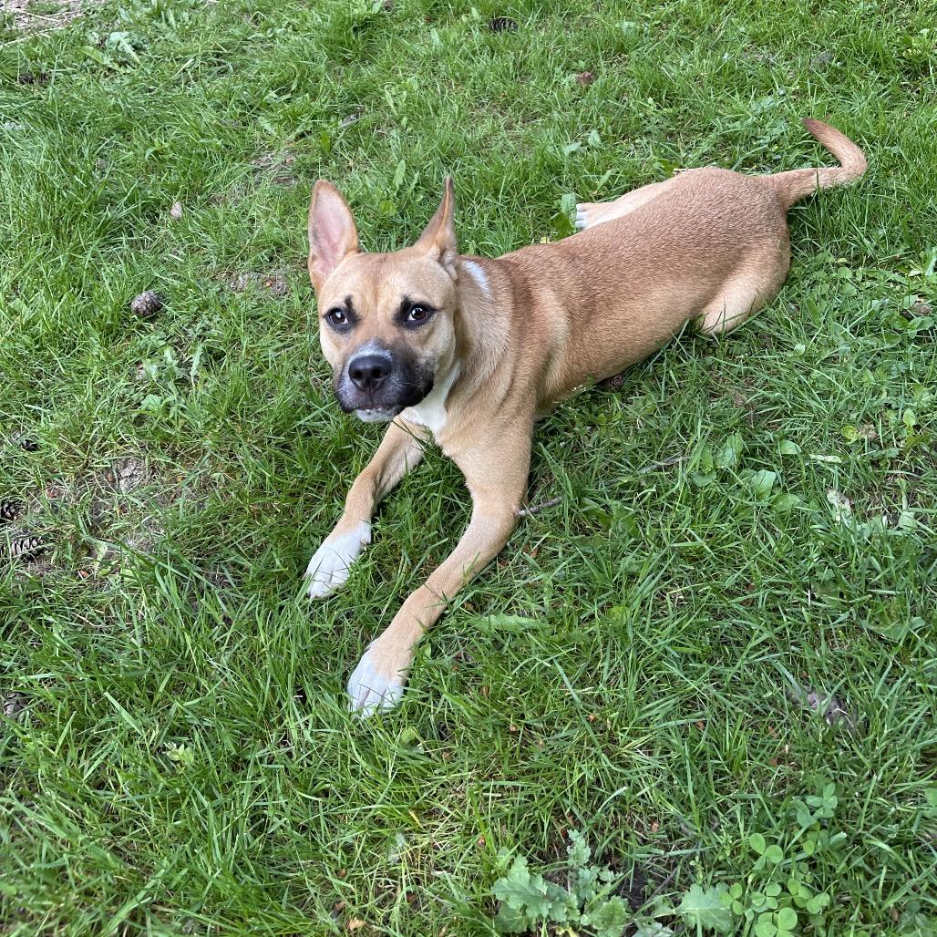 JOLENE, a ADOPTABLE mixed breed in Graham, WA image 6/6