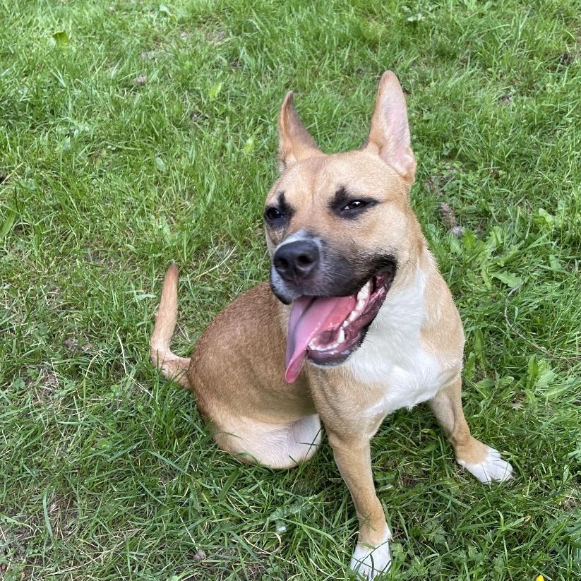 JOLENE, a ADOPTABLE mixed breed in Graham, WA image 3/6