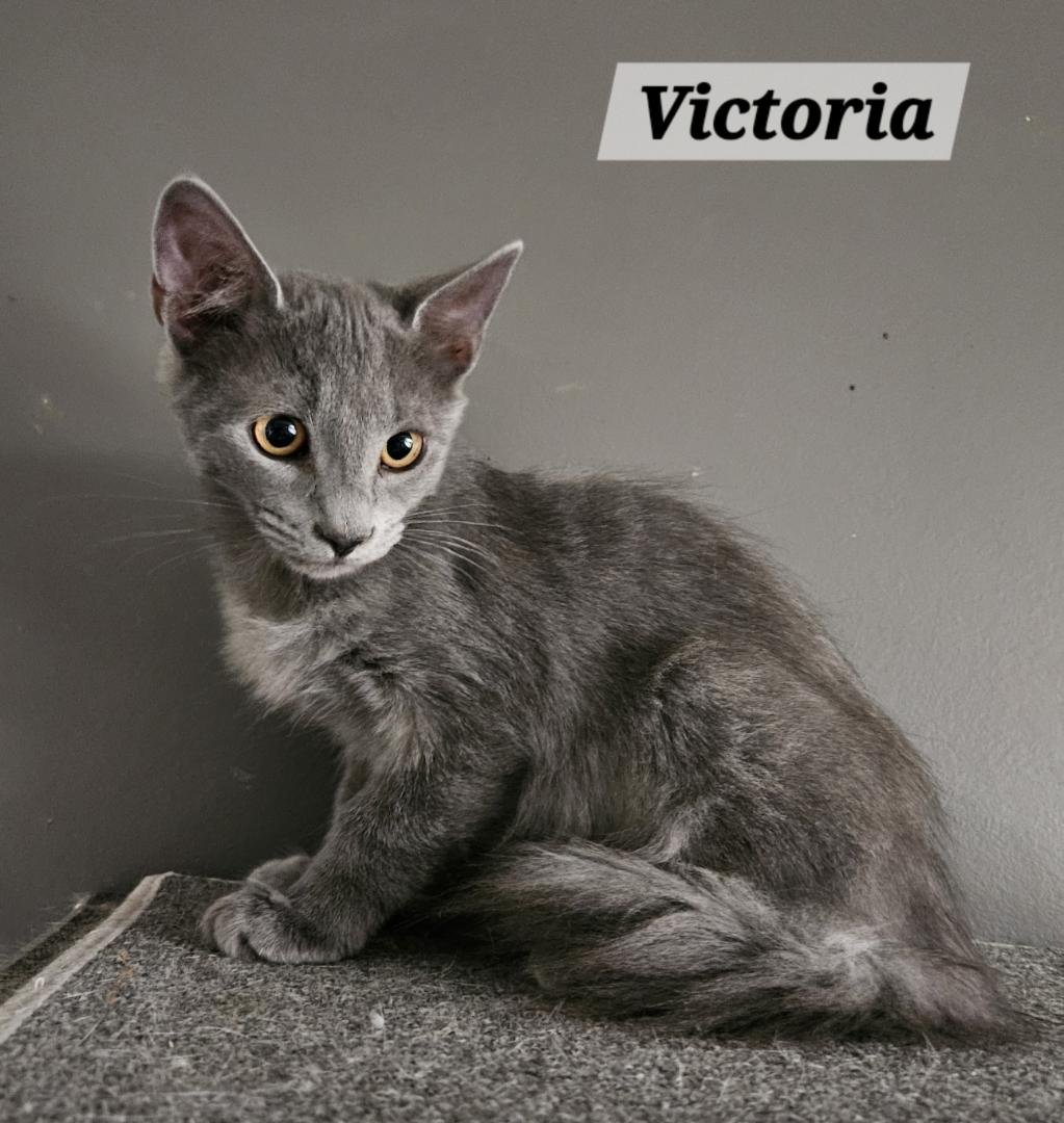 Enlarge Victoria, a Adoptable Domestic Medium Hair in Elverson, PA image 1/1