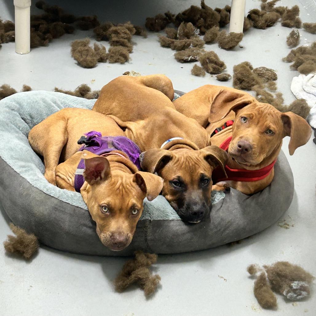 Lillipup, Adoptable, Puppy Female Black Mouth Cur & Rhodesian Ridgeback.