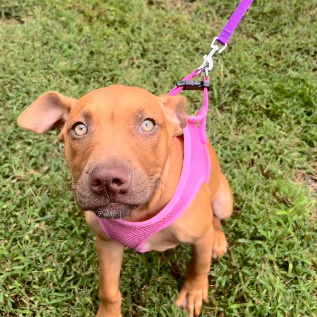 Enlarge Lillipup, a Adoptable mixed breed in Troy, VA image 2/5