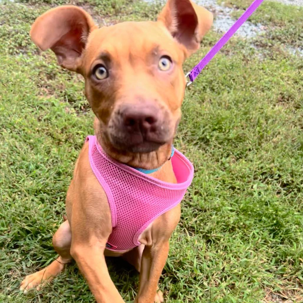 Enlarge Lillipup, a Adoptable mixed breed in Troy, VA image 3/5