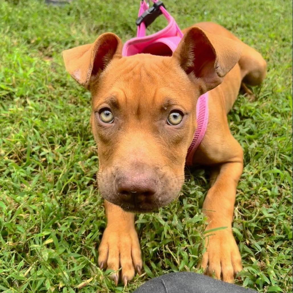 Enlarge Lillipup, a Adoptable mixed breed in Troy, VA image 4/5