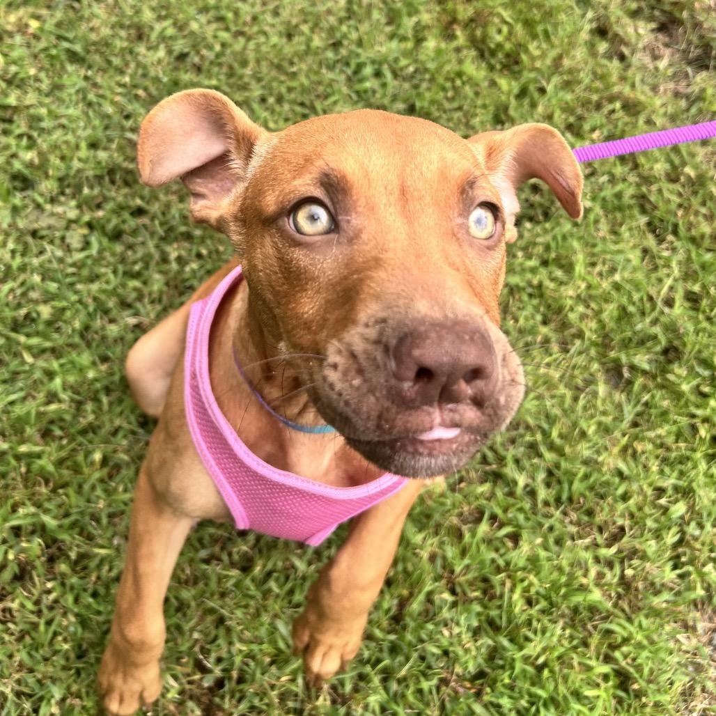 Enlarge Lillipup, a Adoptable mixed breed in Troy, VA image 5/5