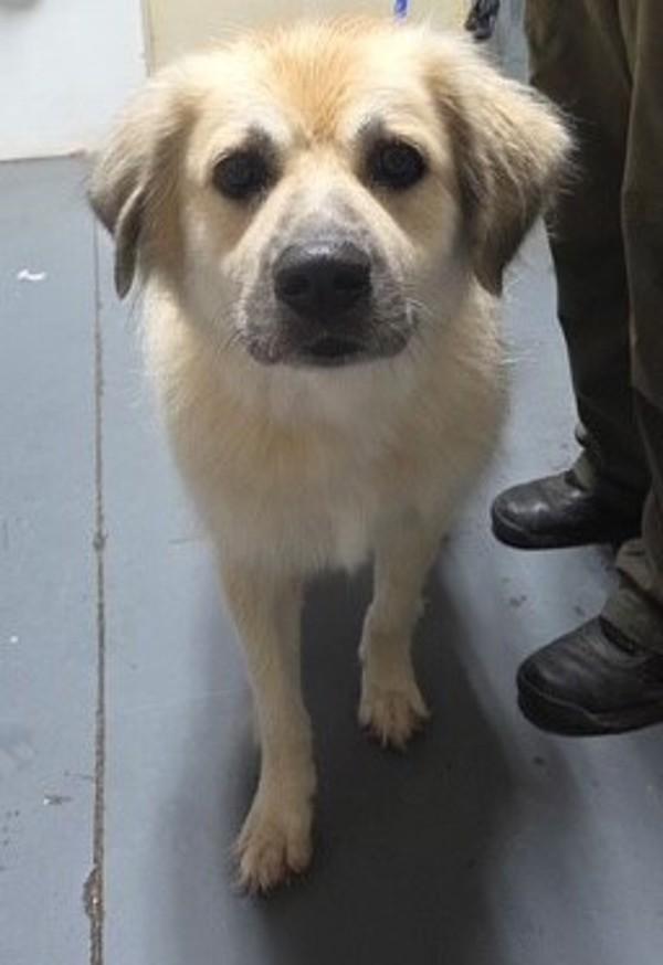 26-07-2186 Honey Bun, Adoptable, Adult Female Shepherd.