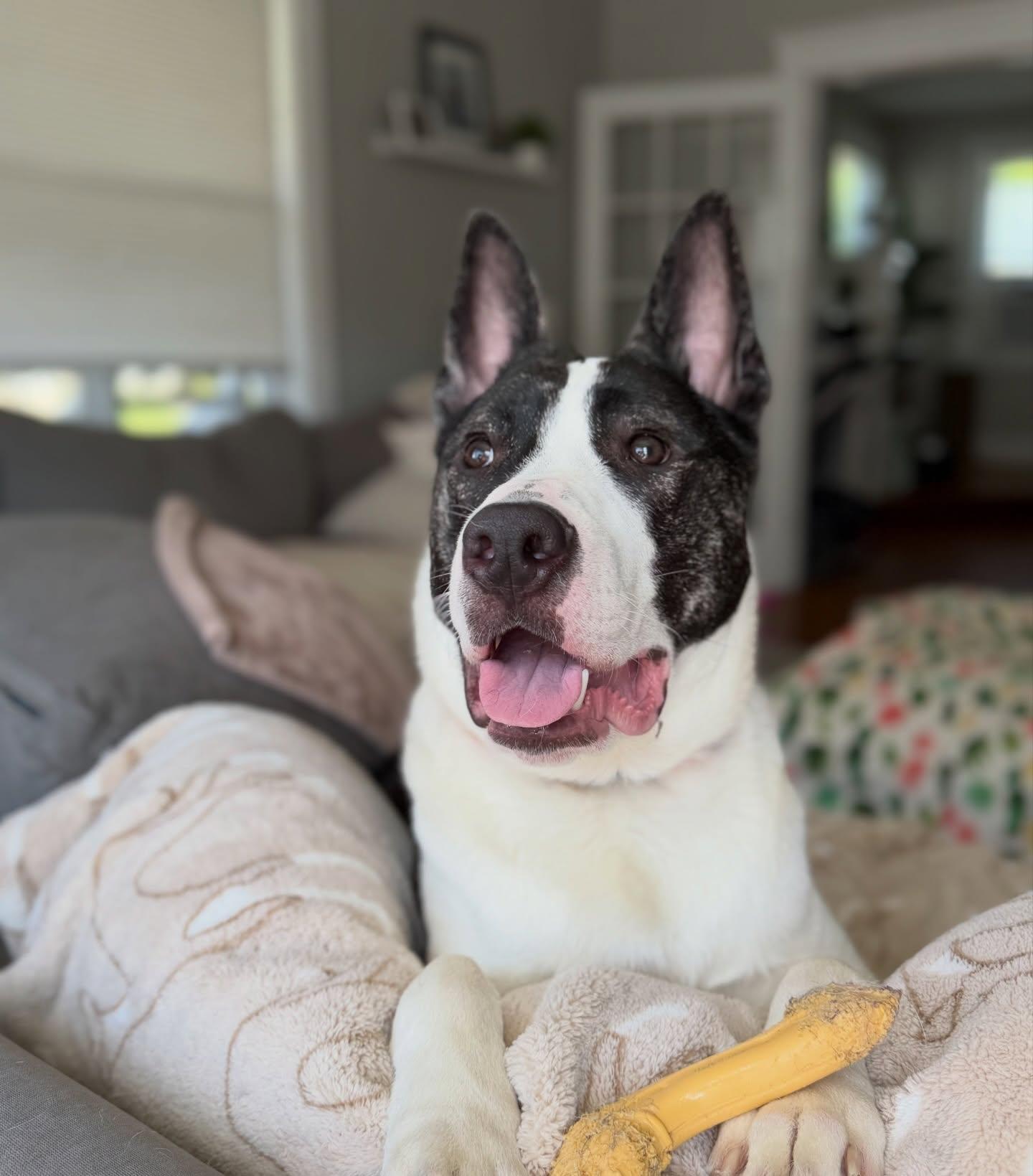 Knox, a ADOPTABLE mixed breed in Salem, NH image 6/6
