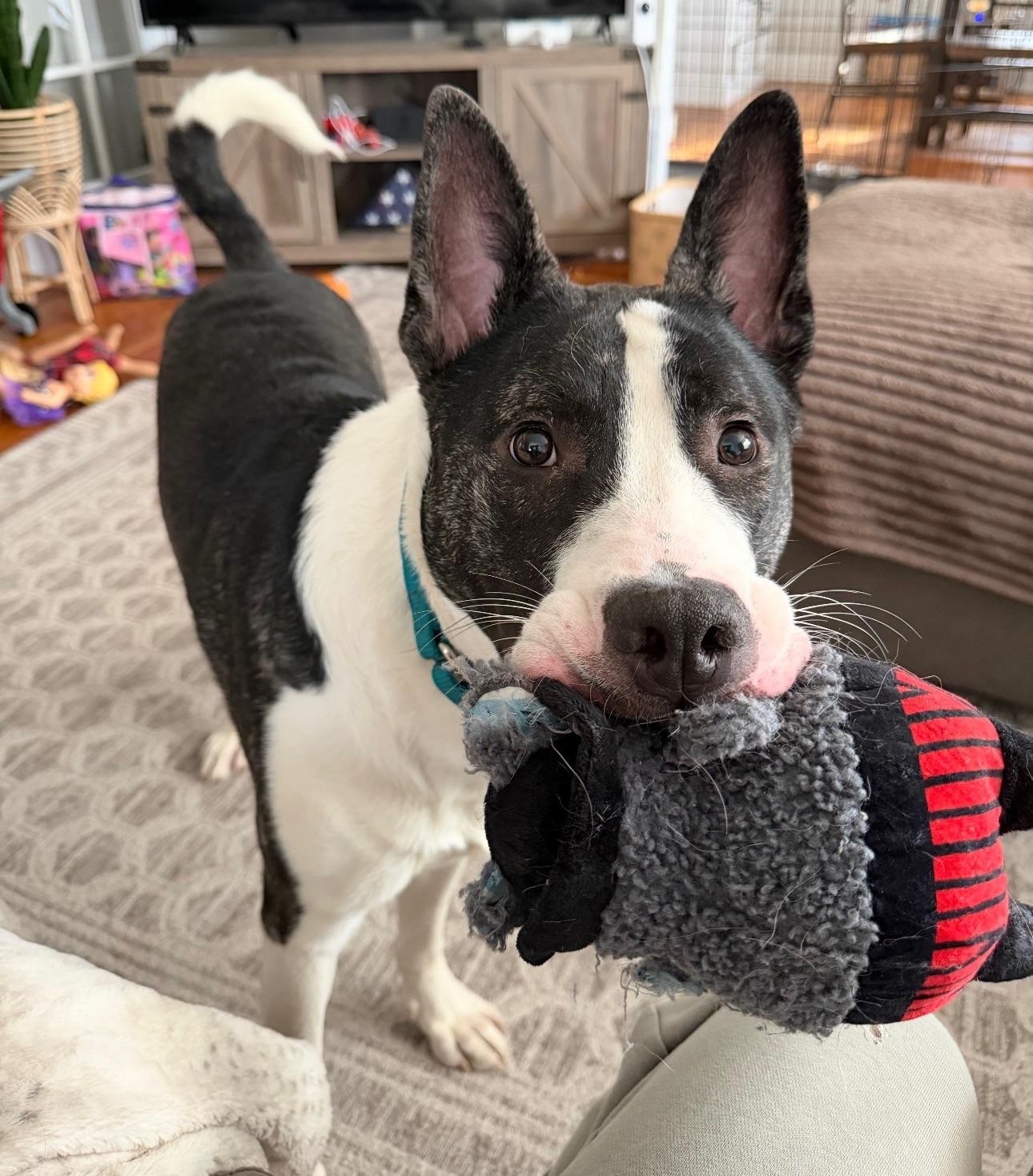 Knox, a ADOPTABLE mixed breed in Salem, NH image 1/6