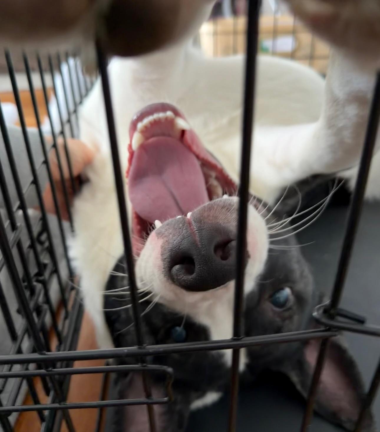 Knox, a ADOPTABLE mixed breed in Salem, NH image 4/6