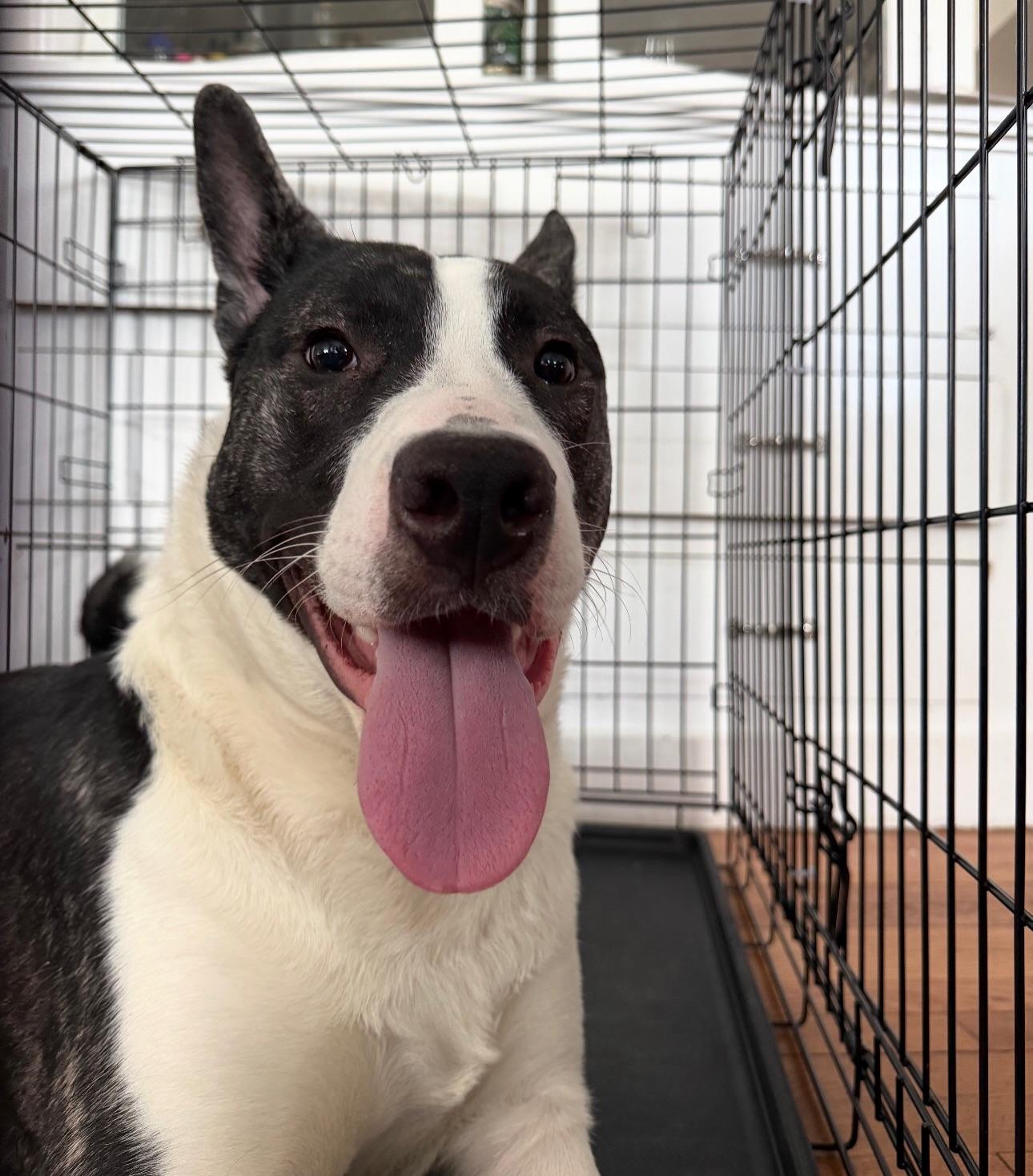 Knox, a ADOPTABLE mixed breed in Salem, NH image 3/6