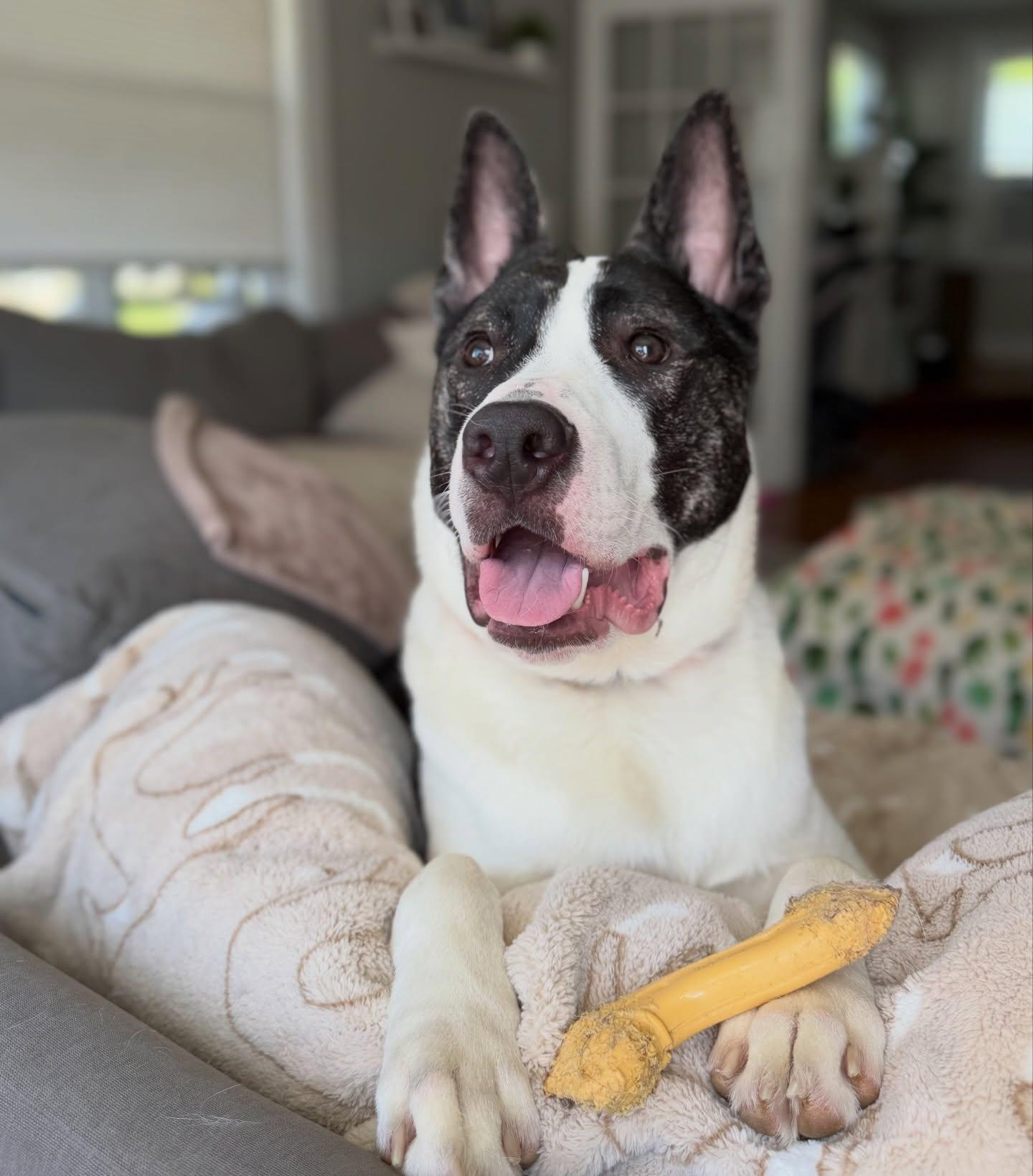 Knox, a ADOPTABLE mixed breed in Salem, NH image 5/6