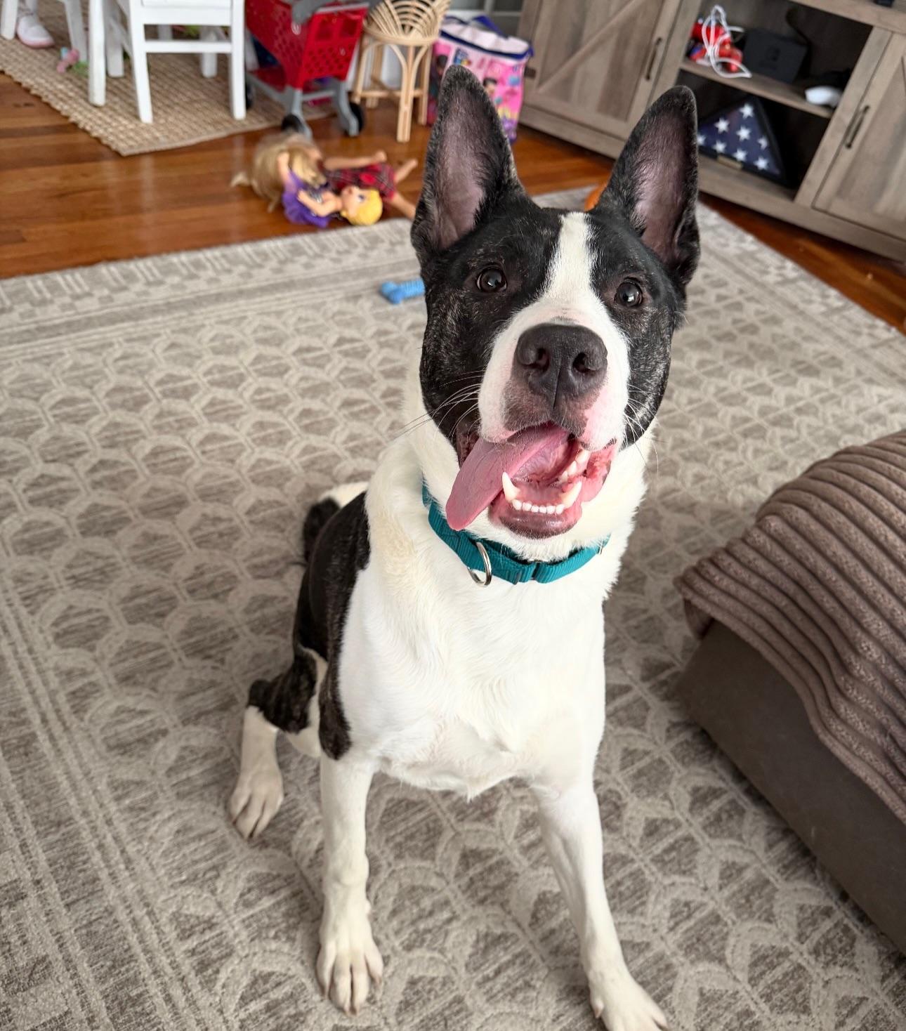Knox, a ADOPTABLE mixed breed in Salem, NH image 2/6