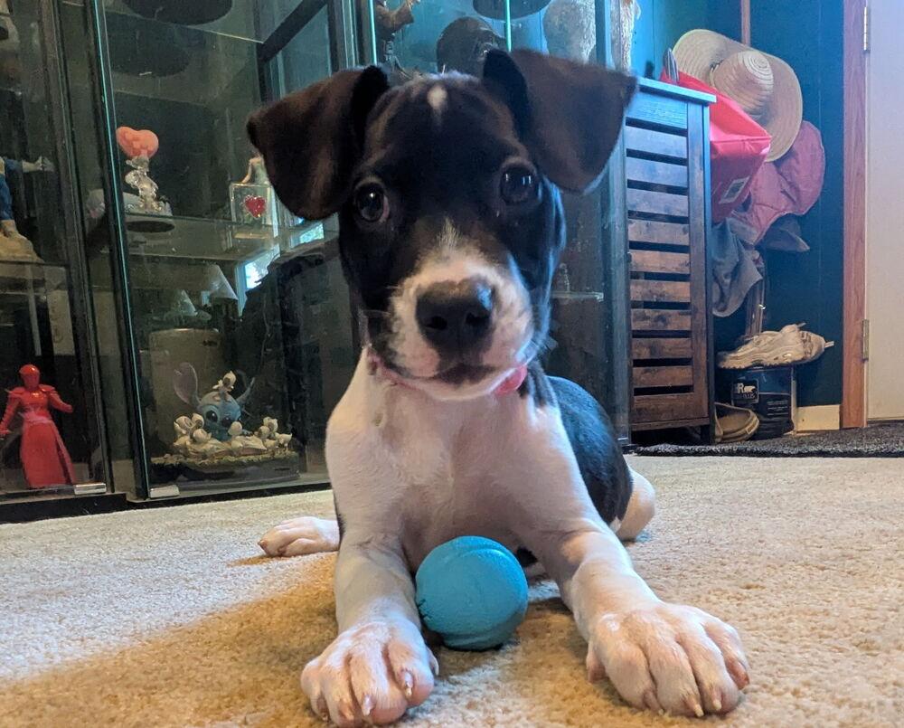 Maggie, Adoptable, Puppy Female Mixed Breed.
