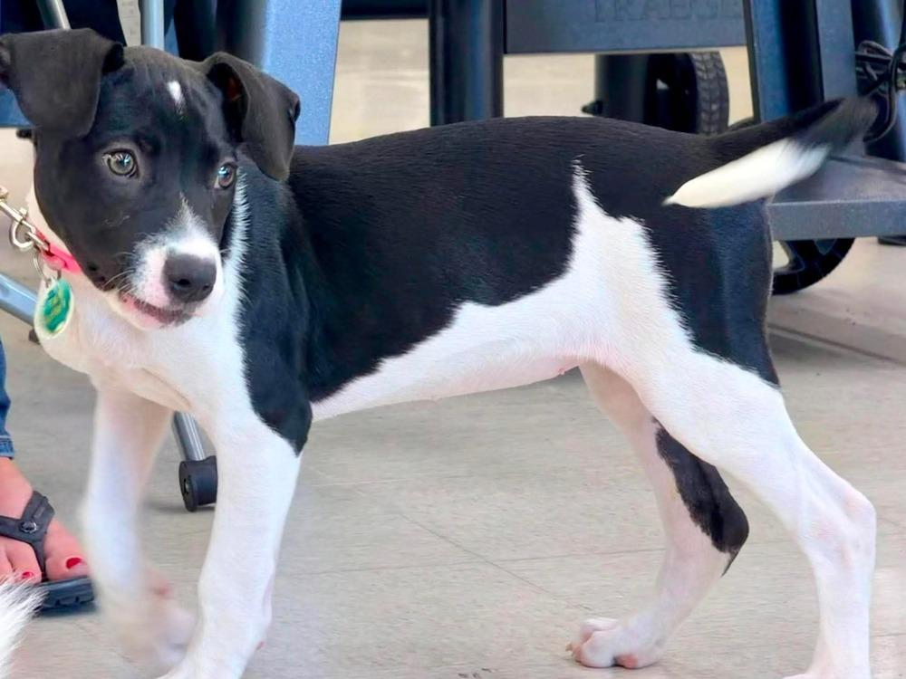 Enlarge Maggie, a Adoptable mixed breed in Amherst, NY image 2/6