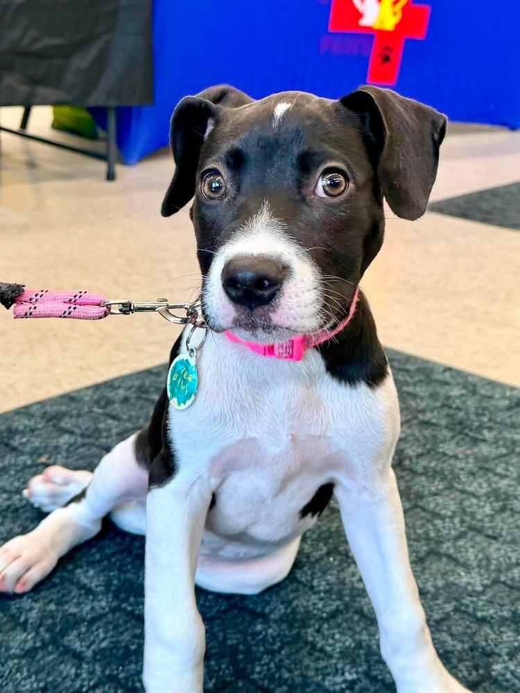 Enlarge Maggie, a Adoptable mixed breed in Amherst, NY image 3/6