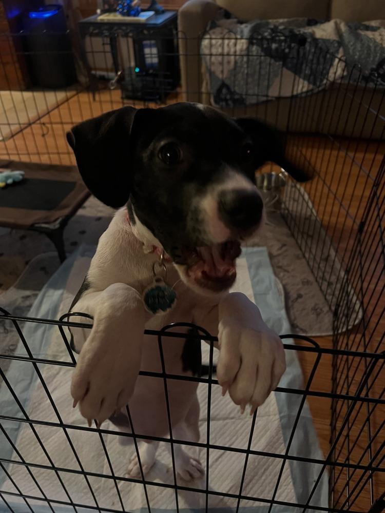 Enlarge Maggie, a Adoptable mixed breed in Amherst, NY image 5/6