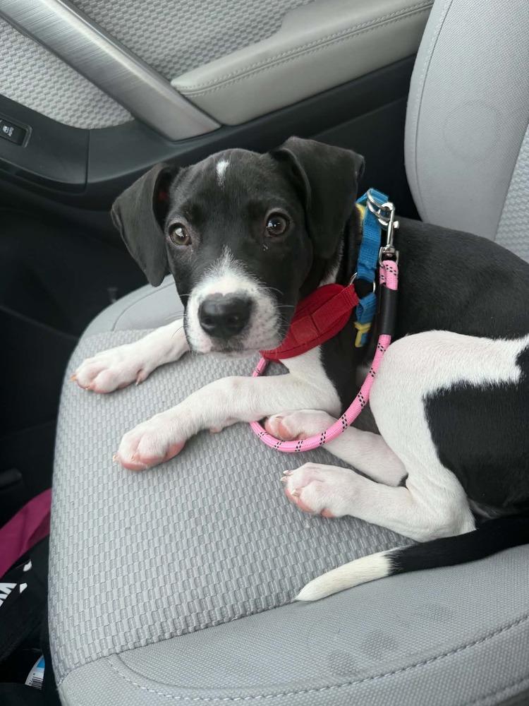 Enlarge Maggie, a Adoptable mixed breed in Amherst, NY image 6/6