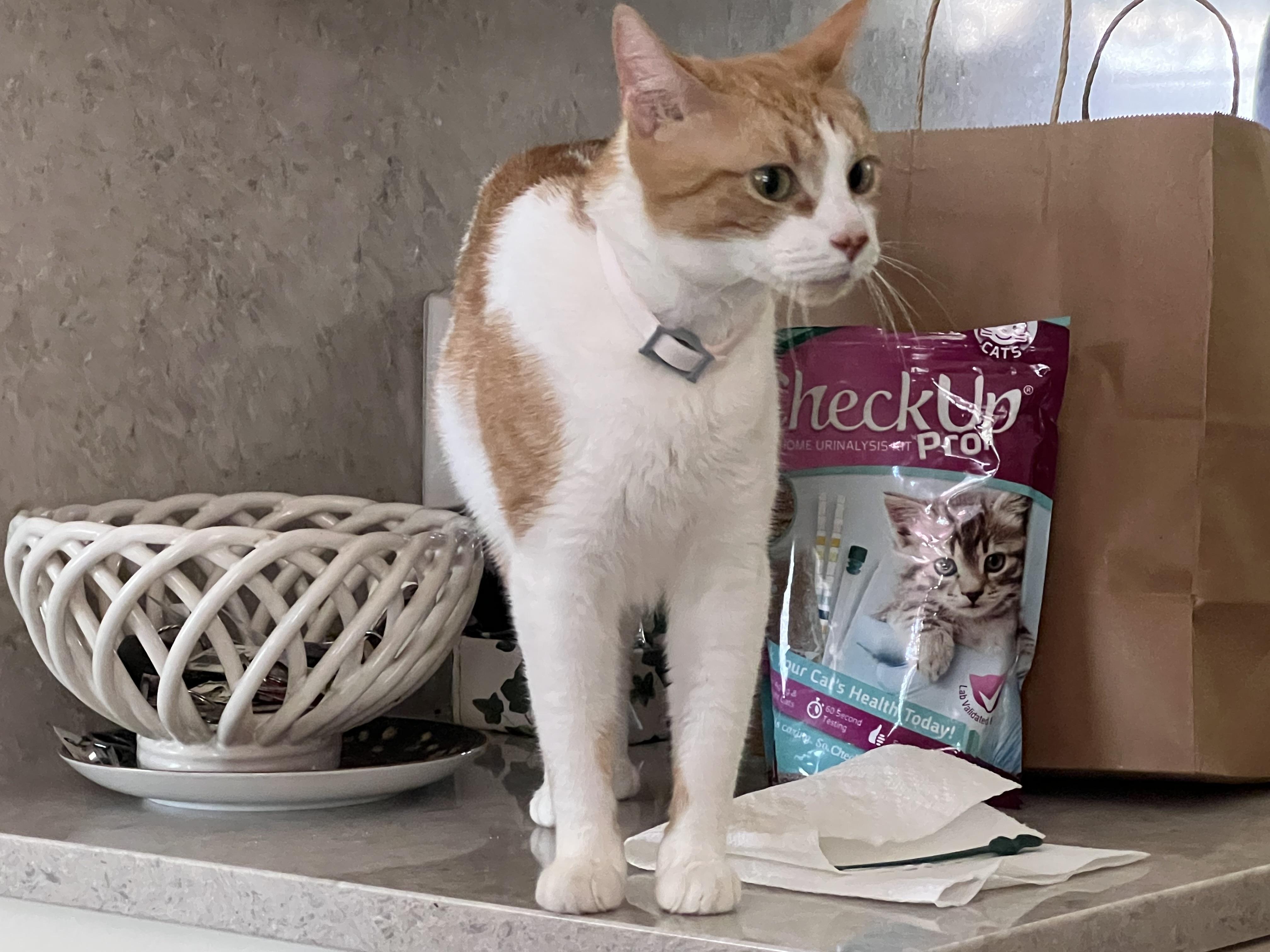 Enlarge Kitty (she's searching for her person), a ADOPTABLE mixed breed in Middlebury, CT image 4/6