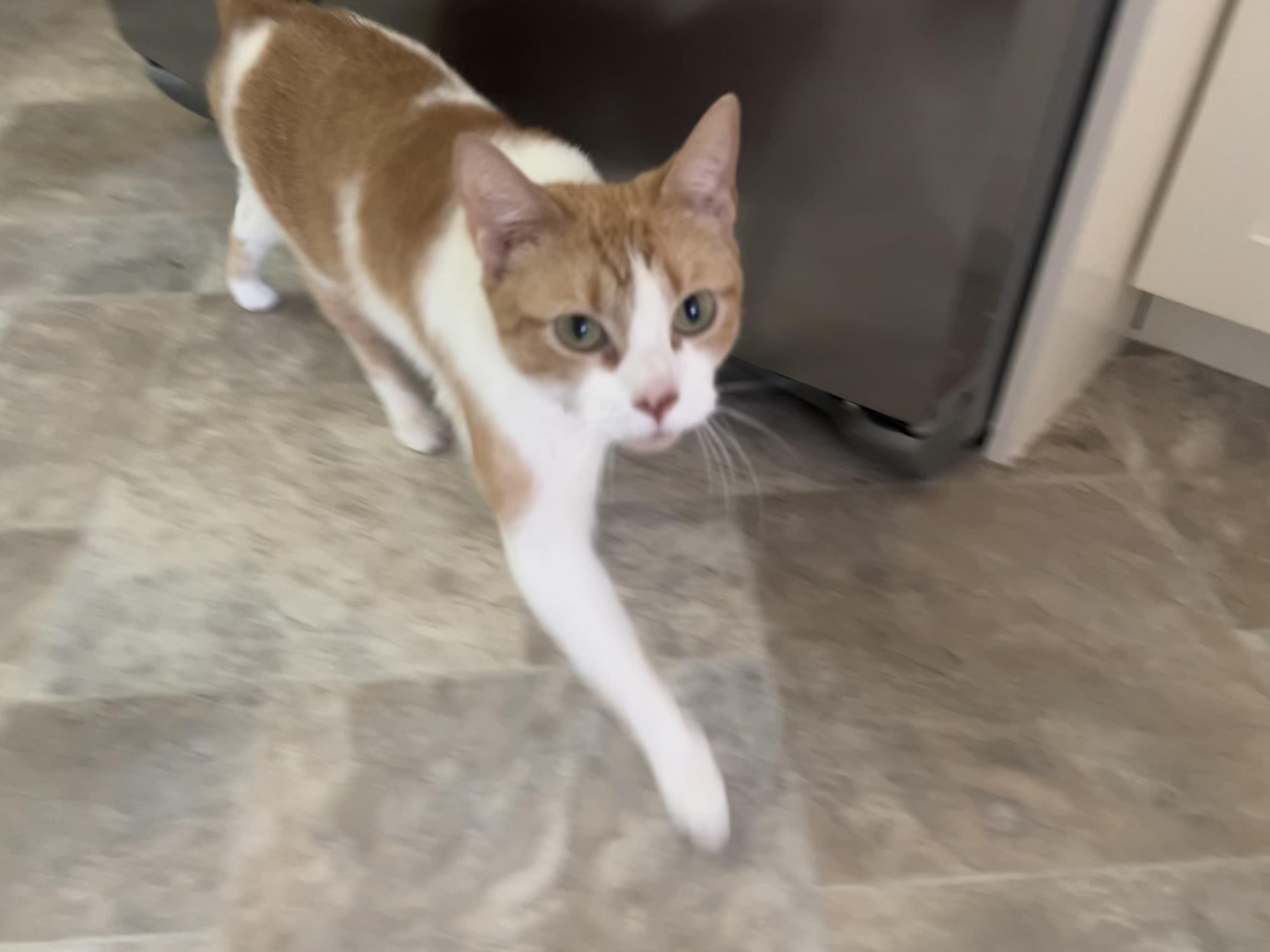Enlarge Kitty (she's searching for her person), a ADOPTABLE mixed breed in Middlebury, CT image 6/6