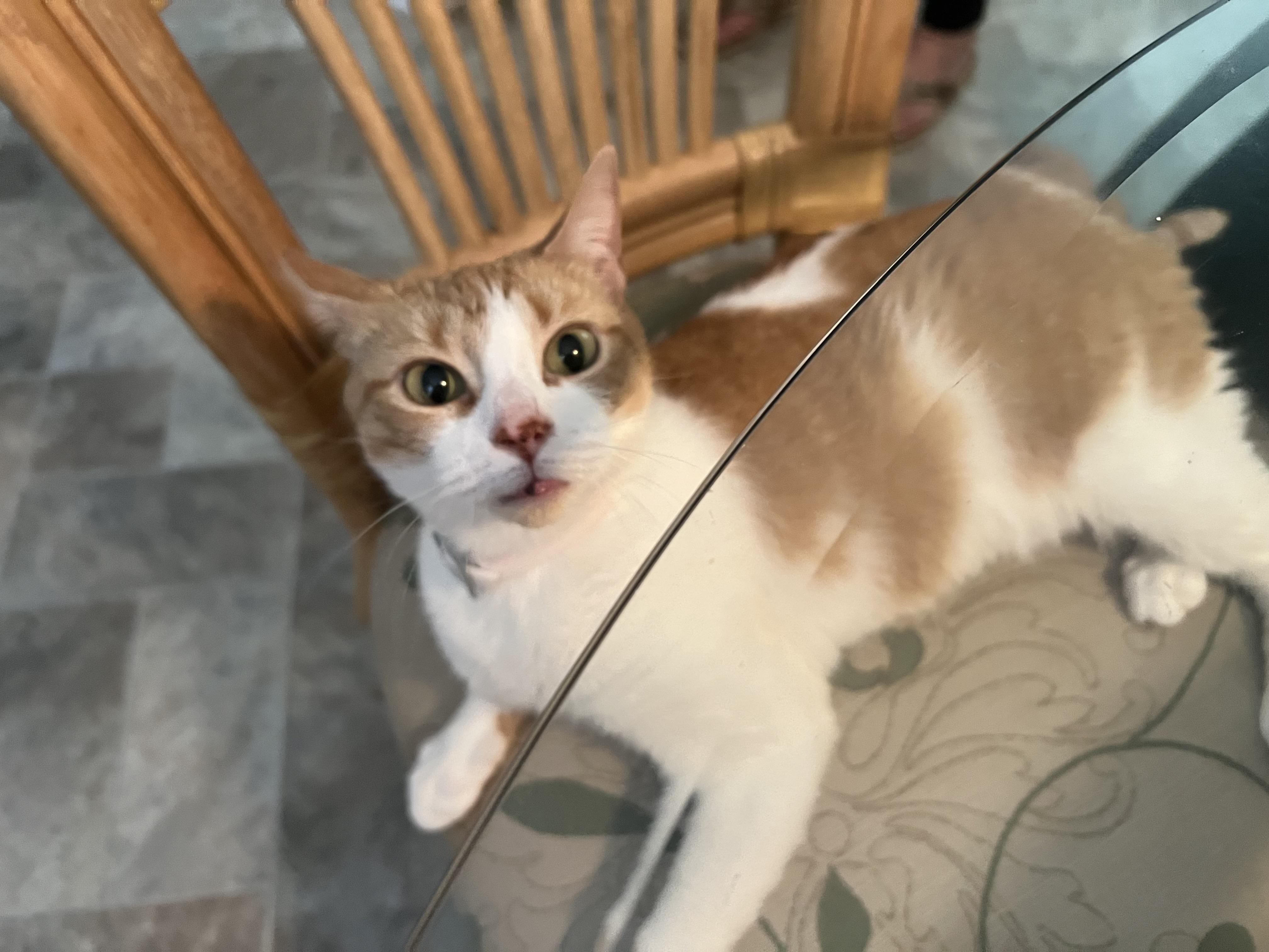 Enlarge Kitty (she's searching for her person), a ADOPTABLE mixed breed in Middlebury, CT image 5/6
