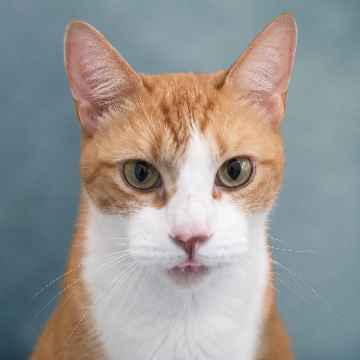 Kitty (she's searching for her person), ADOPTABLE, Senior Female Tabby & Domestic Short Hair.
