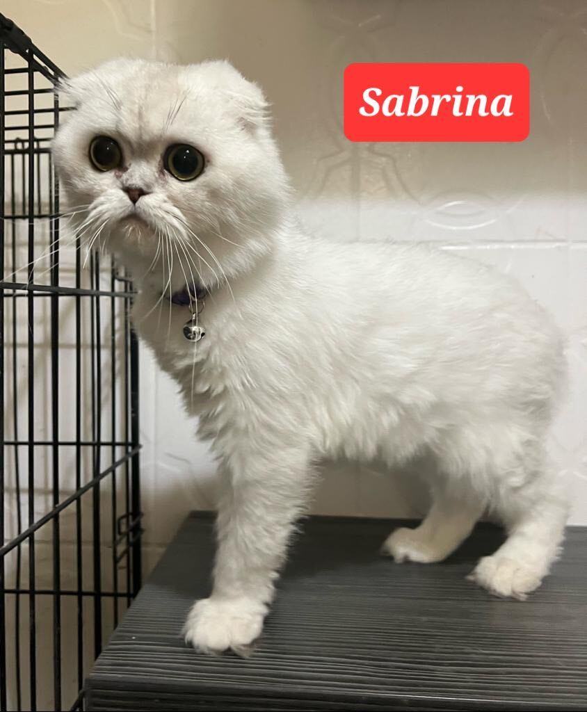 Enlarge Sabrina , a Adopted mixed breed in Snow Hill, MD image 1/2