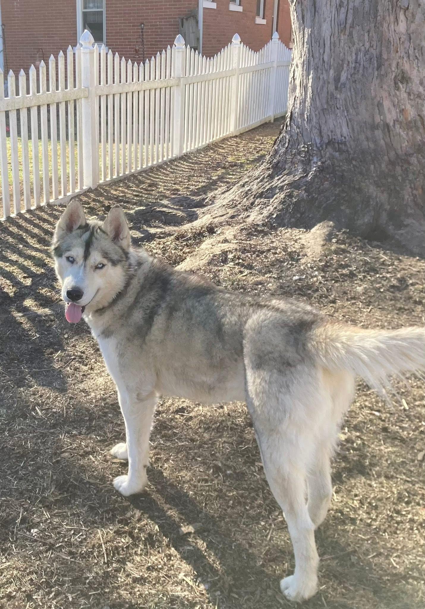 Enlarge Sir Max of Tundra, a ADOPTABLE mixed breed in Louisville, KY image 3/3