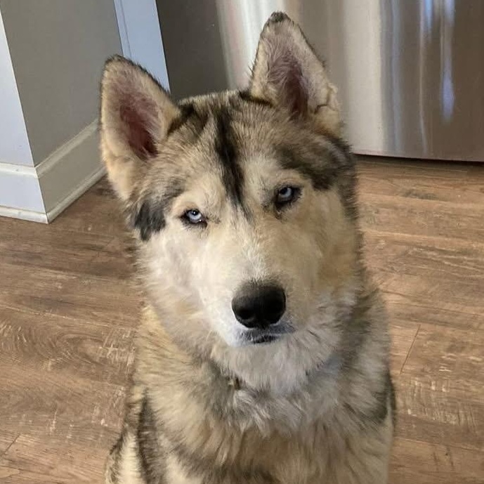 Enlarge Sir Max of Tundra, a ADOPTABLE mixed breed in Louisville, KY image 1/3