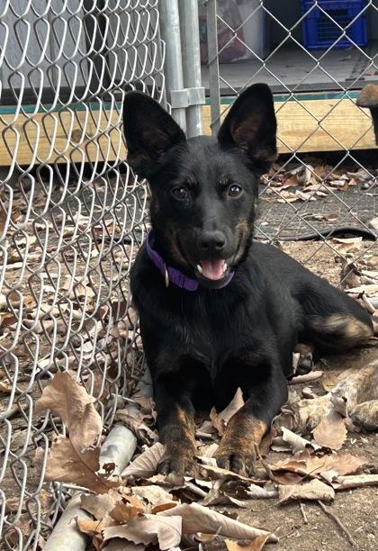 Chupacabra (In Foster), Adoptable, Puppy Female Mixed Breed & Mixed Breed.