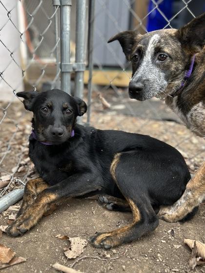Chupacabra, a Adoptable Mixed Breed in San Marcos, TX image 1/3