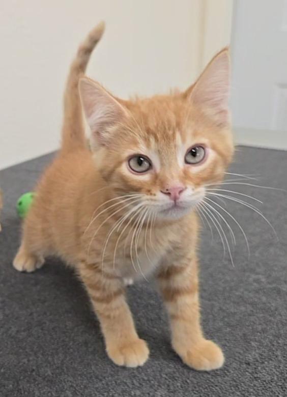 Yogi Bear, ADOPTABLE, Kitten Male Domestic Short Hair.
