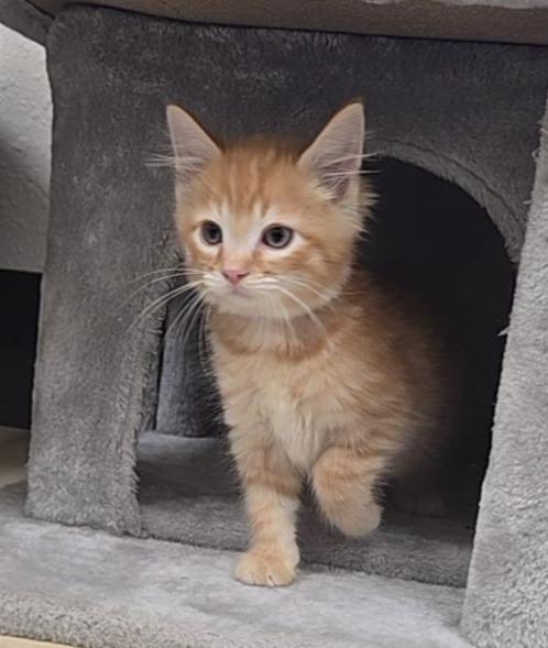 Enlarge Yogi Bear, a ADOPTABLE Domestic Short Hair in Red Wing, MN image 2/2