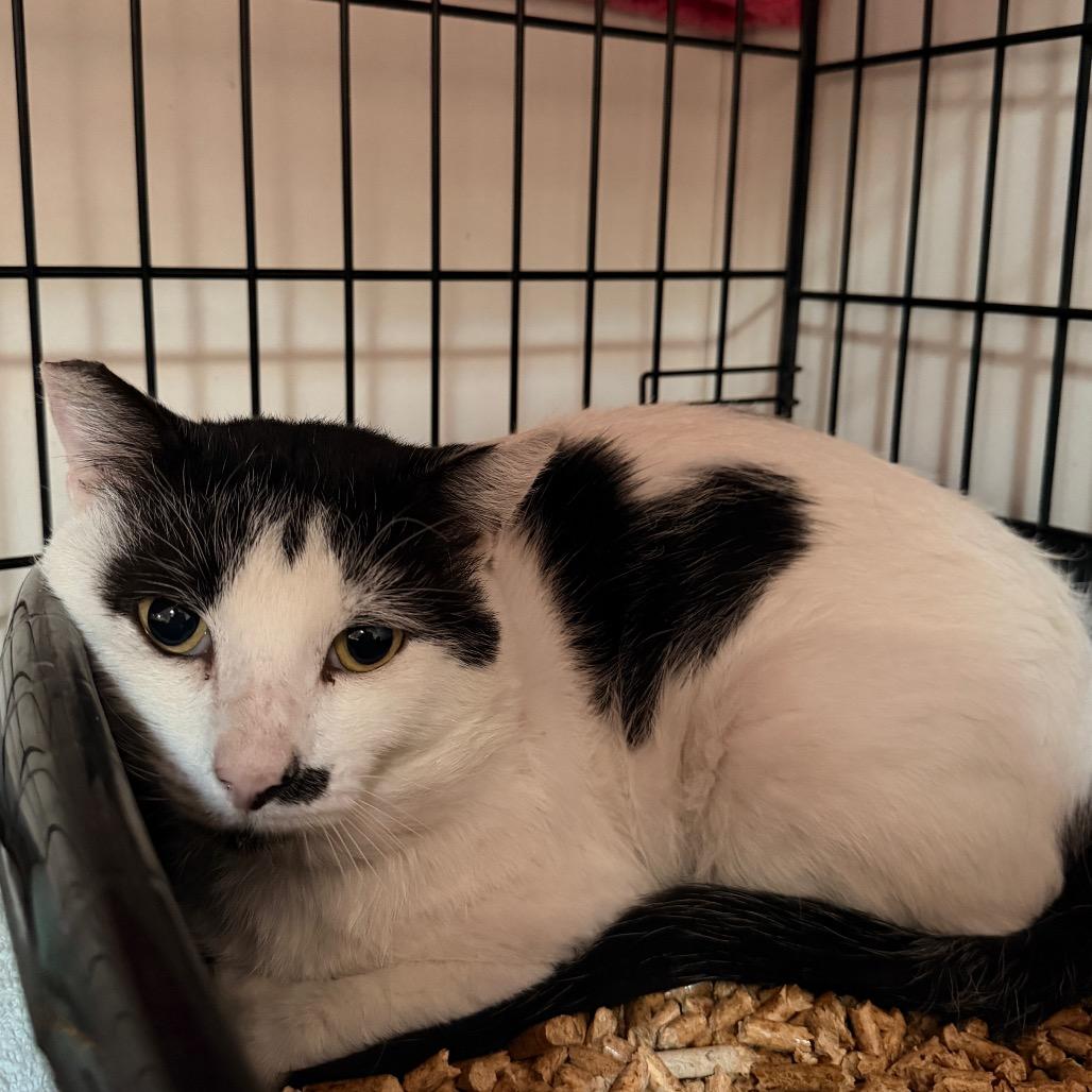 Chandler, Adoptable, Senior Male Domestic Short Hair.