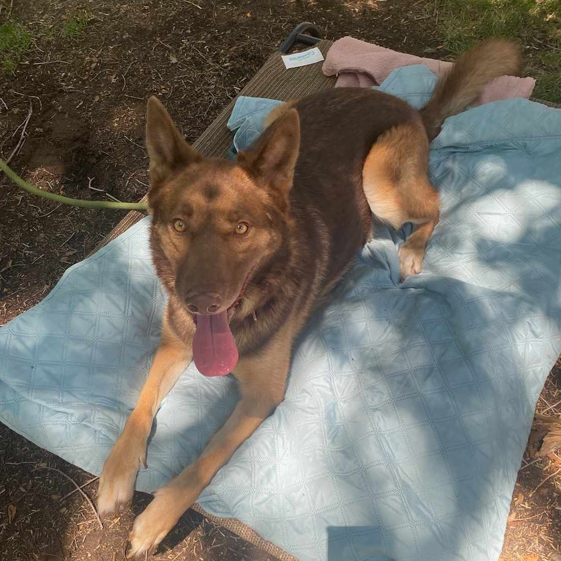 Chai, Adoptable, Young Female Shepherd.