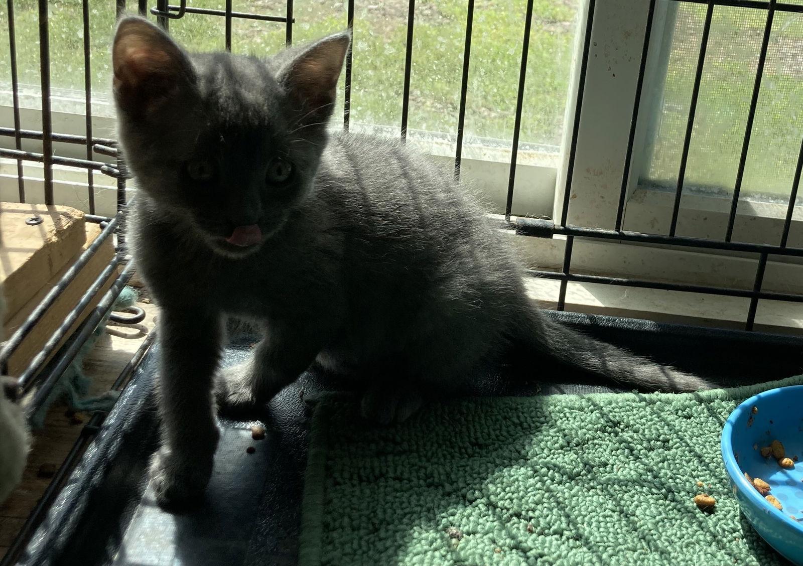 Enlarge Taurus, a Adoptable Domestic Short Hair in Trexlertown, PA image 1/1