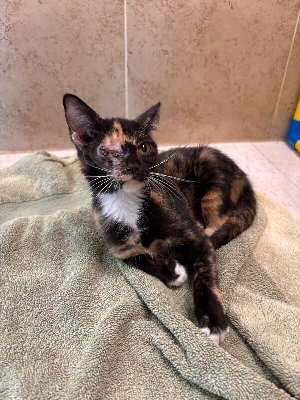 Enlarge Julie, a Adoptable Domestic Short Hair in Hobbs, NM image 1/1